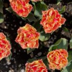 Emmy Raver-Lampman Instagram - II FLOWER. POWER. II Keukenhof Gardens, The Netherlands