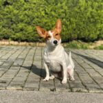 Emre Mutlu Instagram - O son dediğini anlamadım??1?1?3?1 #marla #marlathejackrussell #jackrussell #jackrussellsofinstagram #jackrussellterrier