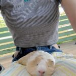 Enako Instagram - お膝の上で寝ちゃった🐹