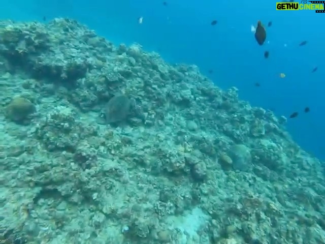 Enrique Gil Instagram - Super lucky to encounter this beauty! The marine life seems to be doing great in batangas hopefully we continue to do our part in protecting and cleaning our ocean🌊