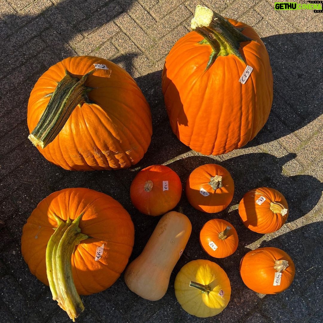 Enzo Knol Instagram - Pompoen boerderij bezoeken op de zondag met dit mooie weer 🎃 En natuurlijk ook een paar mooie gekocht. Wat doe jij op deze zondag?