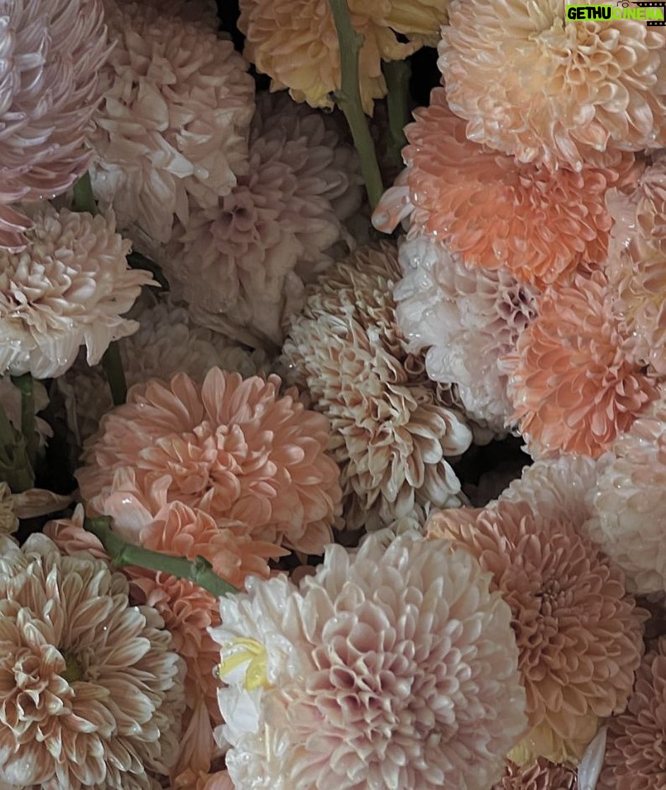 Enzy Storia Instagram - “Every flower blooms at a different pace” - Suzy Kassel
