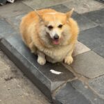Eric André Instagram - 🐕 shout out to @round.boys Hanoi, Vietnam