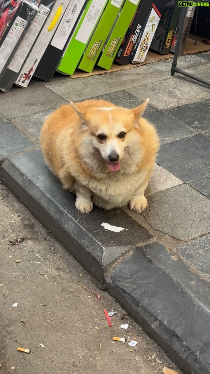 Eric André Instagram - 🐕 shout out to @round.boys Hanoi, Vietnam