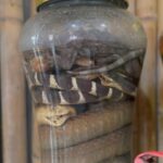 Eric André Instagram - Snake wine is the new coffee 🐍 🍷 Cat Ba Island