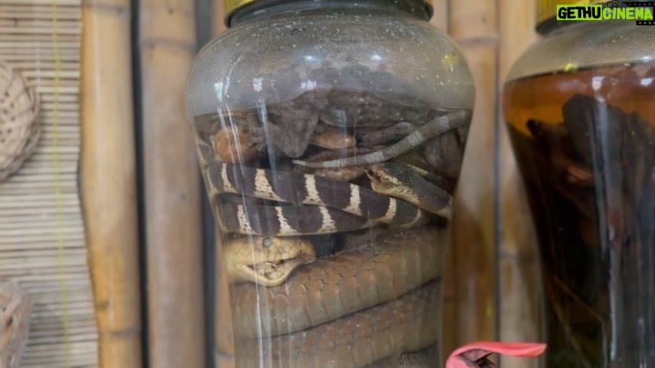 Eric André Instagram - Snake wine is the new coffee 🐍 🍷 Cat Ba Island