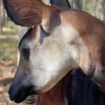 Eric Stonestreet Instagram - Yesterday was world Okapi day. If you aren’t familiar with what an Okapi is, I encourage you to learn about them. @whiteoakconservation has been a world leader in the preservation of this beautiful bloodline for many many years. #worldokapiday #whiteoakconservation