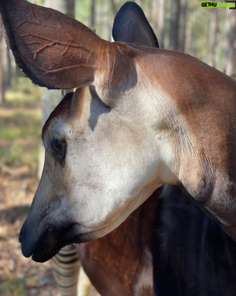 Eric Stonestreet Instagram - Yesterday was world Okapi day. If you aren’t familiar with what an Okapi is, I encourage you to learn about them. @whiteoakconservation has been a world leader in the preservation of this beautiful bloodline for many many years. #worldokapiday #whiteoakconservation