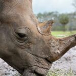 Eric Stonestreet Instagram - It’s world rhino day! Thank you to @whiteoakconservation for doing great work with rhinos and all the other animals! #worldrhinoday #whiteoakconservation @rhinosirf