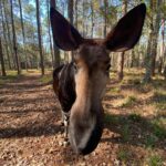 Eric Stonestreet Instagram - Yesterday was world Okapi day. If you aren’t familiar with what an Okapi is, I encourage you to learn about them. @whiteoakconservation has been a world leader in the preservation of this beautiful bloodline for many many years. #worldokapiday #whiteoakconservation