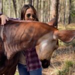 Eric Stonestreet Instagram - Yesterday was world Okapi day. If you aren’t familiar with what an Okapi is, I encourage you to learn about them. @whiteoakconservation has been a world leader in the preservation of this beautiful bloodline for many many years. #worldokapiday #whiteoakconservation