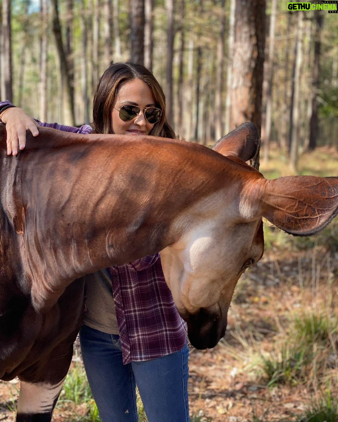 Eric Stonestreet Instagram - Yesterday was world Okapi day. If you aren’t familiar with what an Okapi is, I encourage you to learn about them. @whiteoakconservation has been a world leader in the preservation of this beautiful bloodline for many many years. #worldokapiday #whiteoakconservation