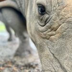 Eric Stonestreet Instagram - It’s world rhino day! Thank you to @whiteoakconservation for doing great work with rhinos and all the other animals! #worldrhinoday #whiteoakconservation @rhinosirf
