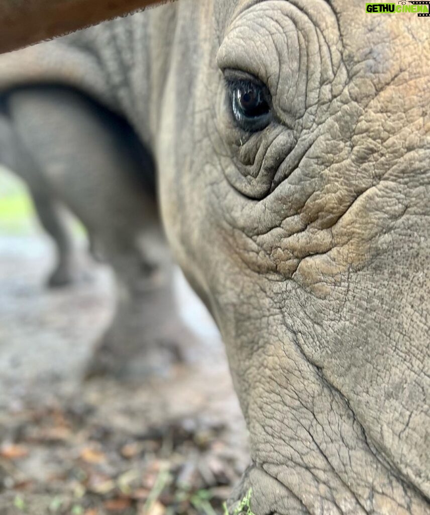 Eric Stonestreet Instagram - It’s world rhino day! Thank you to @whiteoakconservation for doing great work with rhinos and all the other animals! #worldrhinoday #whiteoakconservation @rhinosirf