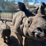 Eric Stonestreet Instagram - It’s world rhino day! Thank you to @whiteoakconservation for doing great work with rhinos and all the other animals! #worldrhinoday #whiteoakconservation @rhinosirf