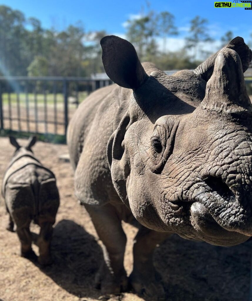Eric Stonestreet Instagram - It’s world rhino day! Thank you to @whiteoakconservation for doing great work with rhinos and all the other animals! #worldrhinoday #whiteoakconservation @rhinosirf