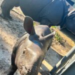 Eric Stonestreet Instagram – It’s world rhino day! Thank you to @whiteoakconservation for doing great work with rhinos and all the other animals! #worldrhinoday #whiteoakconservation @rhinosirf
