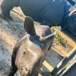 Eric Stonestreet Instagram - It’s world rhino day! Thank you to @whiteoakconservation for doing great work with rhinos and all the other animals! #worldrhinoday #whiteoakconservation @rhinosirf
