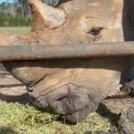Eric Stonestreet Instagram - It’s world rhino day! Thank you to @whiteoakconservation for doing great work with rhinos and all the other animals! #worldrhinoday #whiteoakconservation @rhinosirf