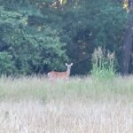 Eric Stonestreet Instagram - Deer in a field and an annoying guy in a utv.