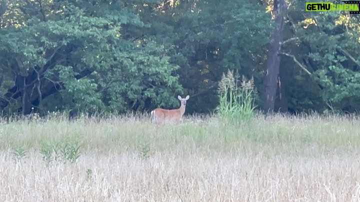 Eric Stonestreet Instagram - Deer in a field and an annoying guy in a utv.