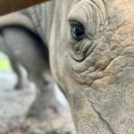 Eric Stonestreet Instagram - It’s very simple. I love @whiteoakconservation. The animals. The mission. The people.