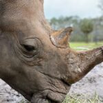 Eric Stonestreet Instagram - It’s very simple. I love @whiteoakconservation. The animals. The mission. The people.