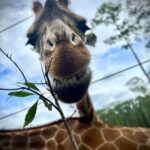 Eric Stonestreet Instagram - It’s very simple. I love @whiteoakconservation. The animals. The mission. The people.