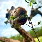 Eric Stonestreet Instagram - It’s very simple. I love @whiteoakconservation. The animals. The mission. The people.