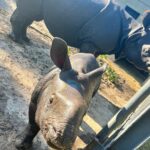 Eric Stonestreet Instagram - It’s very simple. I love @whiteoakconservation. The animals. The mission. The people.