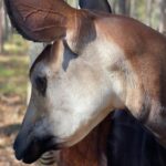 Eric Stonestreet Instagram - It’s very simple. I love @whiteoakconservation. The animals. The mission. The people.