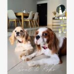 Erica Fernandes Instagram – Swipe to know the designers. 

Any pet parents here ?