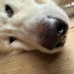 Erik Kituashvili Instagram - Согласен полностью, что собаки это ангелы. Посетили замечательное место в Олимпийской деревне, кайф❤️