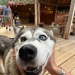 Erik Kituashvili Instagram - Согласен полностью, что собаки это ангелы. Посетили замечательное место в Олимпийской деревне, кайф❤️