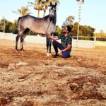 Essam Elsakka Instagram - #horse ❤️🐎❤️