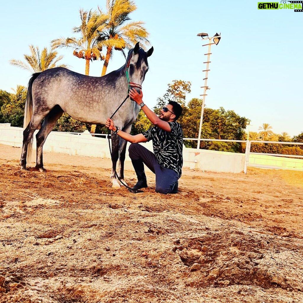 Essam Elsakka Instagram - #horse ❤🐎❤