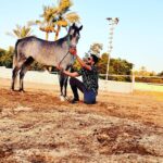 Essam Elsakka Instagram - #horse ❤️🐎❤️