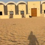 Essam Elsakka Instagram - #عبقرينو 🫶❤️😂 #horse #horses #horsesofinstagram #equestrian #horseriding #equine #pony #pferd #equestrianlife #horselove #dressage #horselover #instahorse #love #cheval #showjumping #horselife #photography #nature #pferde #horseofinstagram #caballo #riding #horsebackriding #pferdeliebe #caballos #horsepower #horsephotography #essamelsaka