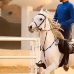 Essam Elsakka Instagram - #horse #horses #horsesofinstagram #equestrian #horseriding #equine #pony #pferd #equestrianlife #horselove #dressage #horselover #instahorse #love #cheval #showjumping #horselife #photography #nature #pferde #horseofinstagram #caballo #riding #horsebackriding #pferdeliebe #caballos #horsepower #horsephotography #essamelsaka