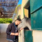 Essam Elsakka Instagram - #horse ❤️❤️❤️ #horsesofinstagram #equestrian #horseriding #equine #pony #pferd #equestrianlife #horselove #dressage #horselover #instahorse #love #cheval #showjumping #horselife #photography #nature #pferde #horseofinstagram #caballo #riding #horsebackriding #pferdeliebe #caballos #horsepower #horsephotography #instagram #essamelsaka