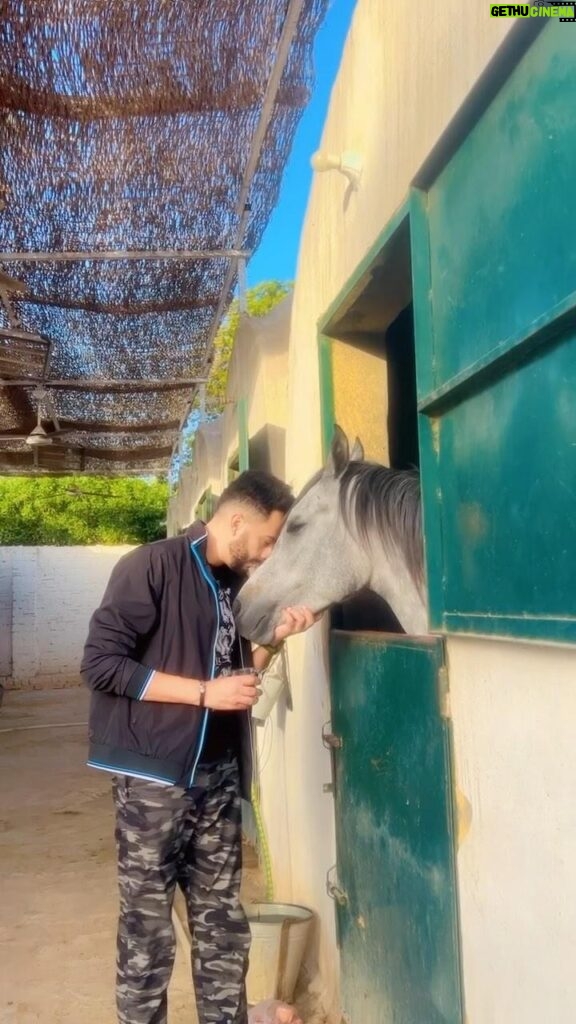 Essam Elsakka Instagram - #horse ❤️❤️❤️ #horsesofinstagram #equestrian #horseriding #equine #pony #pferd #equestrianlife #horselove #dressage #horselover #instahorse #love #cheval #showjumping #horselife #photography #nature #pferde #horseofinstagram #caballo #riding #horsebackriding #pferdeliebe #caballos #horsepower #horsephotography #instagram #essamelsaka