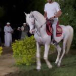 Essam Elsakka Instagram - #horse #horses #horsesofinstagram #equestrian #horseriding #equine #pony #pferd #equestrianlife #horselove #dressage #horselover #instahorse #love #cheval #showjumping #horselife #photography #nature #pferde #horseofinstagram #caballo #riding #horsebackriding #pferdeliebe #caballos #horsepower #horsephotography #instagram #cavalo