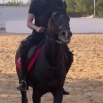 Essam Elsakka Instagram - #lovely #horse ✌️🐴