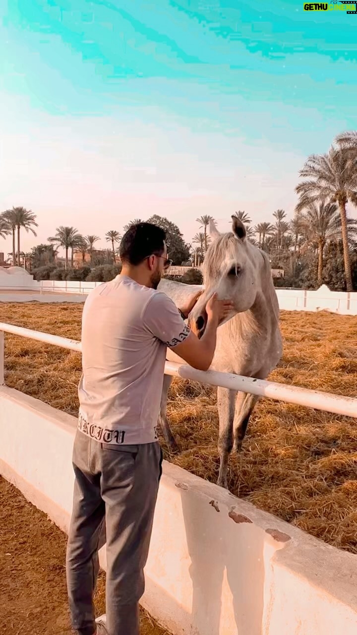 Essam Elsakka Instagram - #horse #horseriding #horsepower #horses