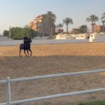 Essam Elsakka Instagram - #horse #horses #horsesofinstagram #equestrian #horseriding #equine #pony #pferd #equestrianlife #horselove #dressage #horselover #instahorse #love #cheval #showjumping #horselife #photography #nature #pferde #horseofinstagram #caballo #riding #horsebackriding #pferdeliebe #caballos #horsepower #horsephotography 💚🐎🐎🐎