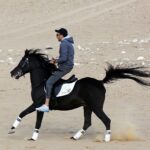 Essam Elsakka Instagram - #horse #horses #horsesofinstagram #equestrian #horseriding #equine #pony #pferd #equestrianlife #horselove #dressage #horselover #instahorse #love #cheval #showjumping #horselife #photography #nature #pferde #horseofinstagram #caballo #riding #horsebackriding #pferdeliebe #caballos #horsepower #horsephotography #instagram #cavalo @aljwharahorse