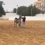Essam Elsakka Instagram - #horse 🐴🐴🐴💚😍