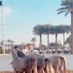 Essam Elsakka Instagram - @aljwharahorse 💚💪💪🐎🐎🐎🐎. #horse #horses #horsesofinstagram #equestrian #horseriding #equine #pony #pferd #equestrianlife #horselove #dressage #horselover #instahorse #love #cheval #showjumping #photography #horselife #nature #pferde #horseofinstagram #caballo #horsebackriding #riding #pferdeliebe #caballos #horsephotography #instagram #cavalo #bhfyp