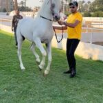 Essam Elsakka Instagram - الغزال ❤️🐴 #عصام_السقا #horse #horsesofinstagram #ماشاء_الله