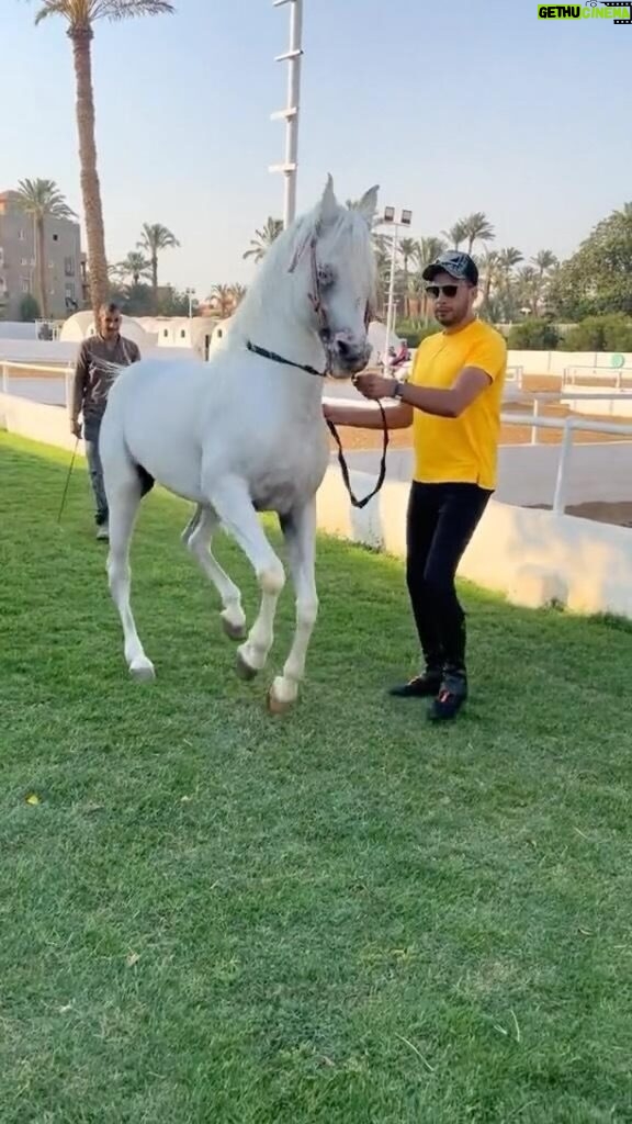 Essam Elsakka Instagram - الغزال ❤🐴 #عصام_السقا #horse #horsesofinstagram #ماشاء_الله